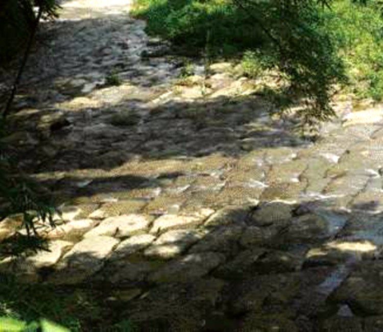 鹿谷鄉農會茶葉文化館
